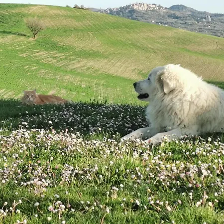 Agriturismo Colle Di Mezzo *